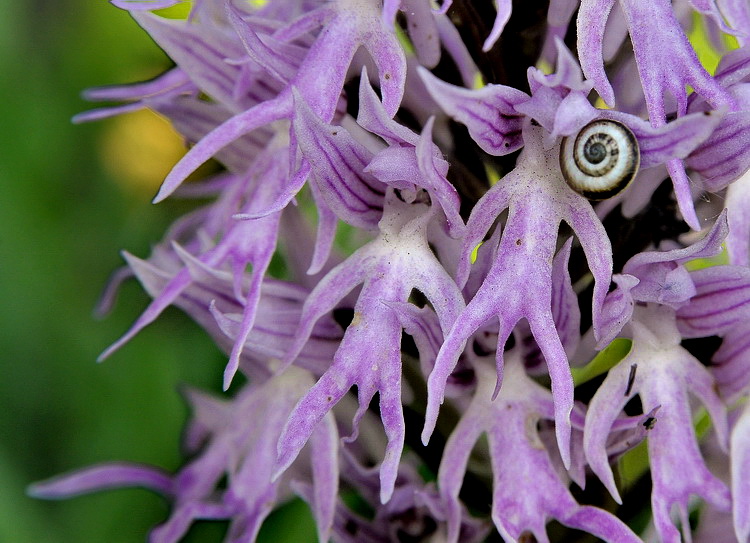 Orchidee della Maremma